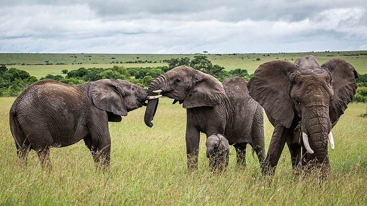 Elephants Mating African Savanna Hd Wallpaper Download For Mobile And Tablet 3840×2160