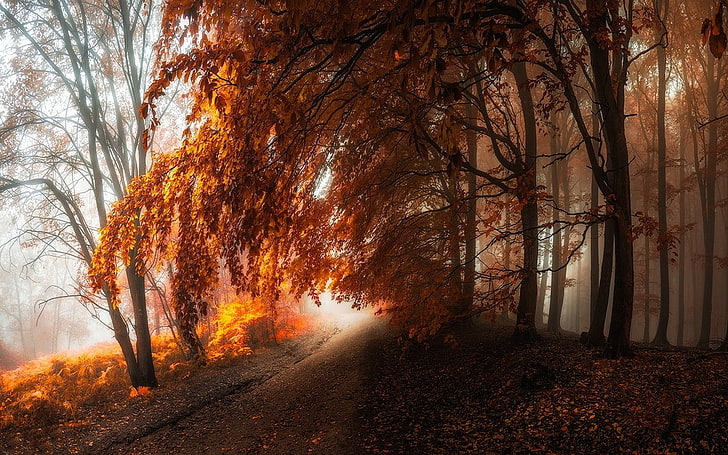 nature, landscape, path, forest, mist, fall, trees, leaves