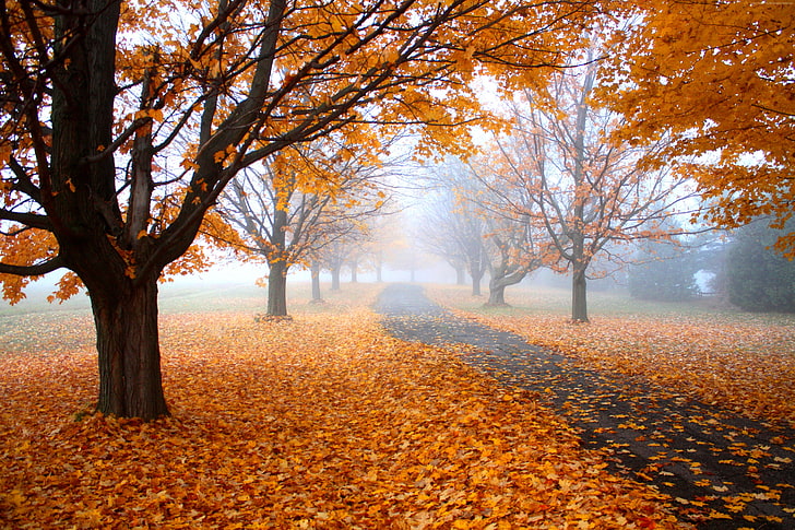 Autumn, 4K, tree, yellow, leaves, HD wallpaper