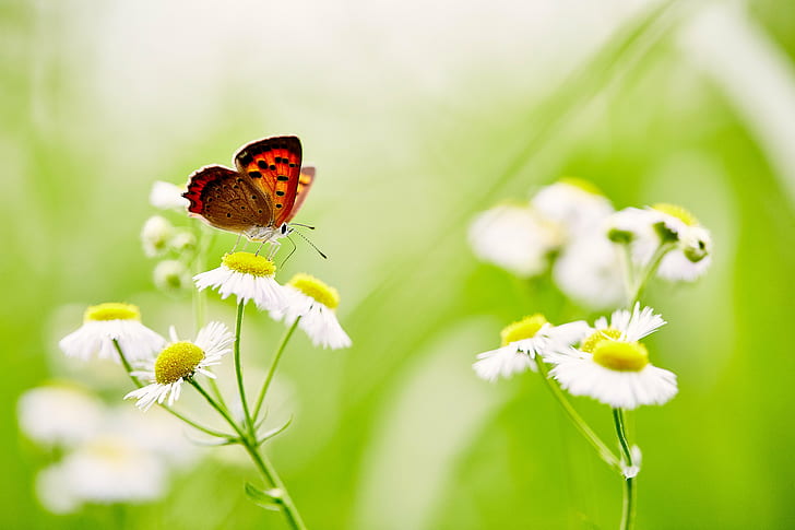 focus photography of red and brown butterfly brown daisy flower, HD wallpaper