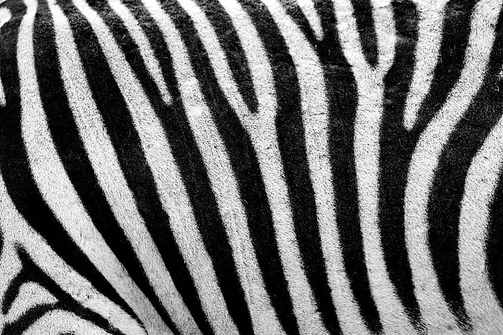 HD wallpaper: abstract animals black fur lines pattern skin stripes texture  white zebras | Wallpaper Flare