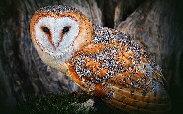 beautiful, owl, snowy, HD wallpaper