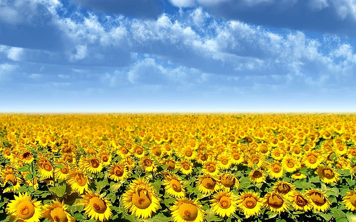 Sunflower Field, sun flower field, yellow, nature, 3d and abstract, HD wallpaper