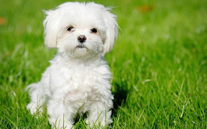 cute, dog, maltese, puppies, white
