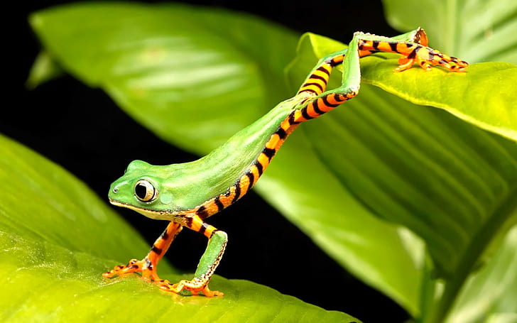 frog, depth of field, wildlife, blurred, nature, eyes, orange, HD wallpaper