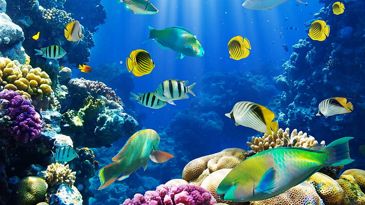 fish, ocean, sea, sealife, tropical, underwater, HD wallpaper