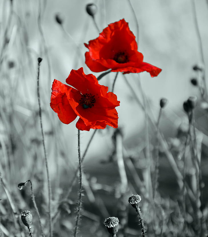 selective color photography of red flowers, First World War, remembrance, HD wallpaper