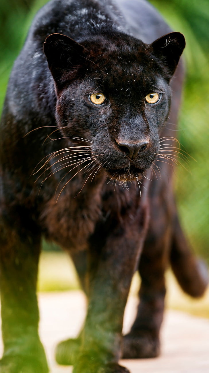 Hd Wallpaper Black Leopard Looking At Me Black Panther Animals Mammal One Animal Wallpaper Flare