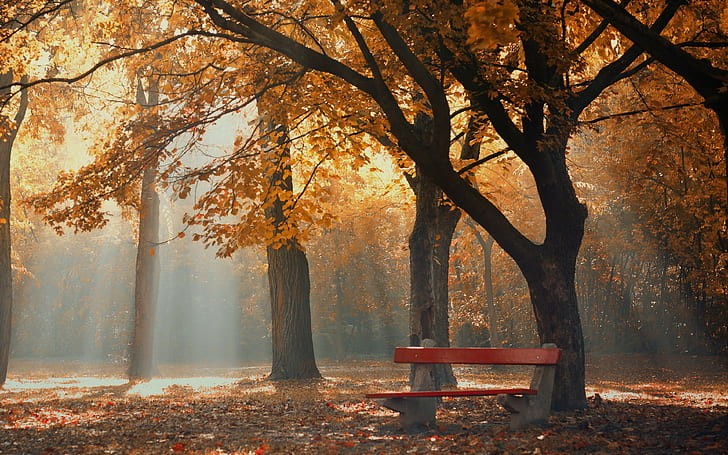 HD wallpaper: park, autumn backgrounds, foliage, trees, bench, download ...