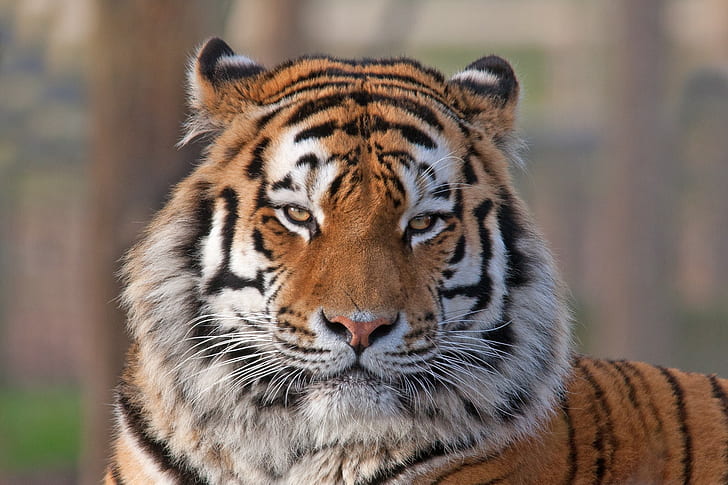 HD wallpaper: The tiger eyes, Animal, predator, color, face | Wallpaper  Flare