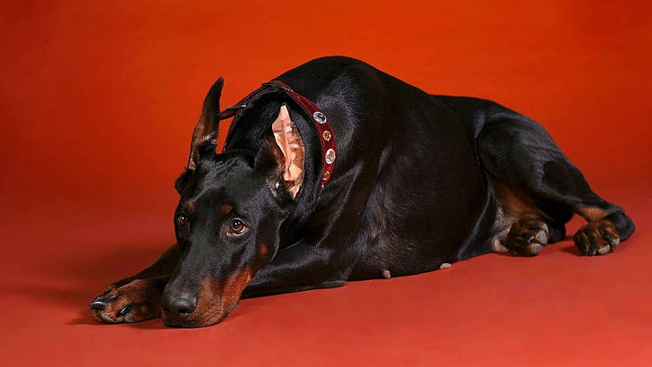 adult black and brown Dobermann, dog, down, big, photoshoot, pets