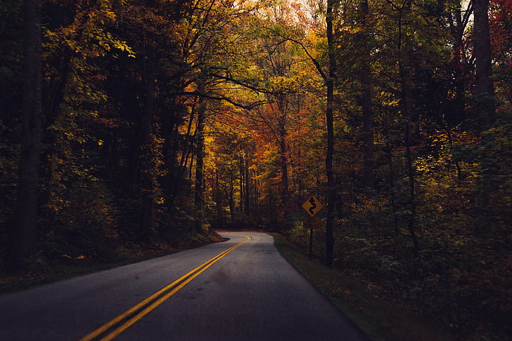 road between trees, concrete pavement surrounded by trees, fall