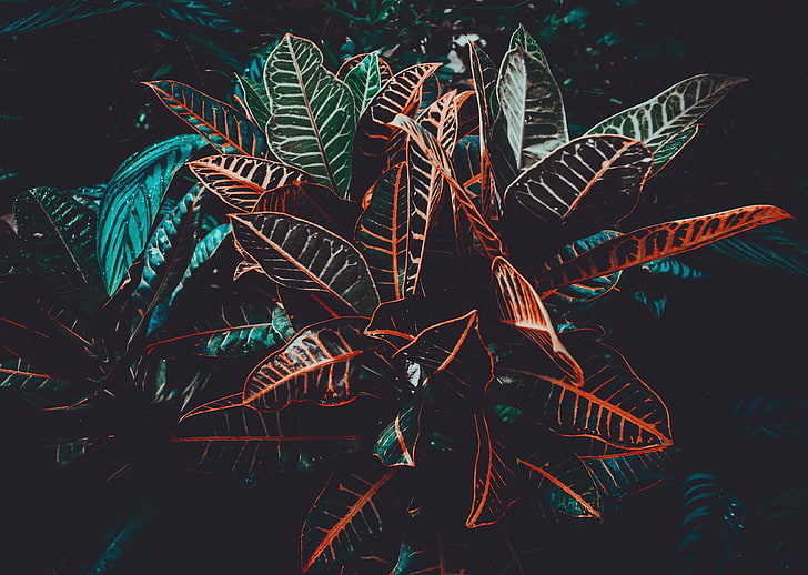 brown leafed plant, leaves, venation, nature, illustration, backgrounds, HD wallpaper