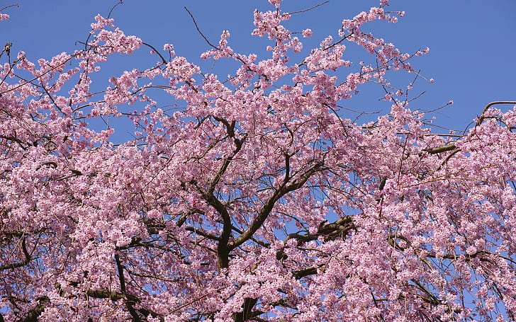 Cherry Blossom Flowers Tree HD, cherry blossoms, nature