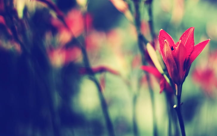 flowers, blurred
