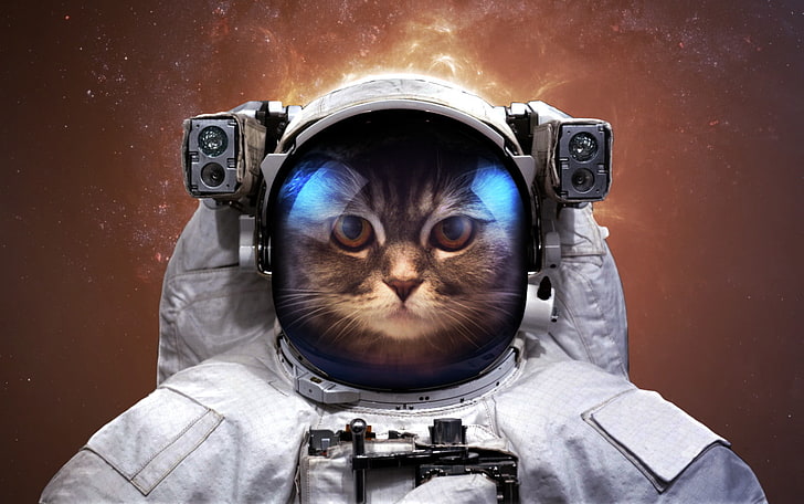 gray tabby cat, astronaut, space, humor, Vadim Sadovski, technology, HD wallpaper
