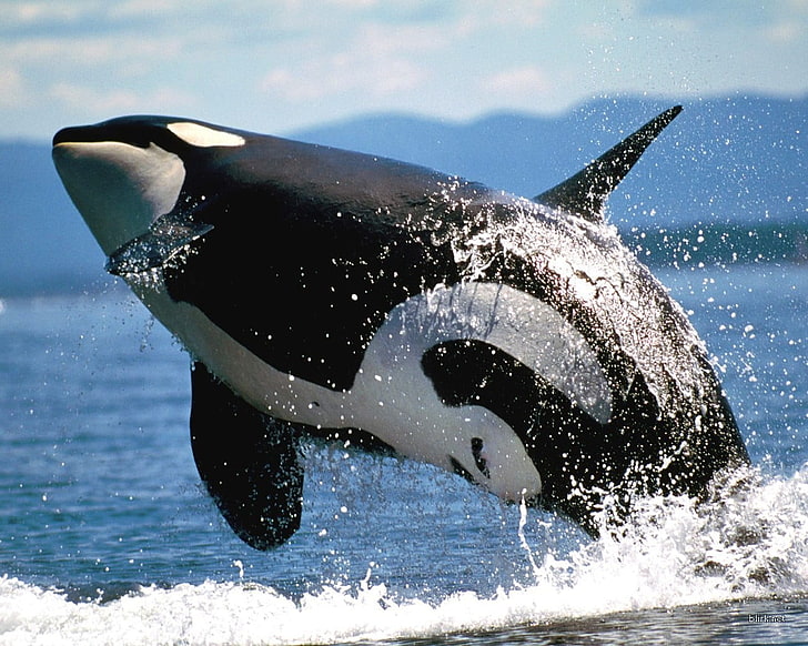 orca, sea, splashes, animals, water, animal themes, animals in the wild, HD wallpaper