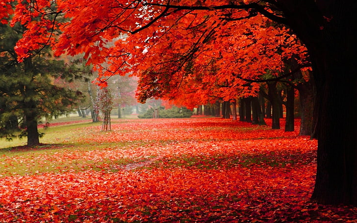 red and white floral area rug, nature, trees, fall, park, leaves