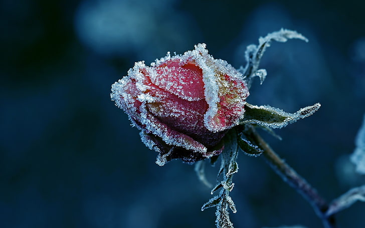 red rose, snow coated red rose, nature, macro, detailed, closeup, HD wallpaper
