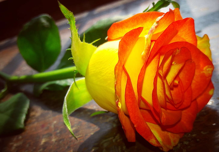 a beautiful rose, tabletop photography, yellow and orange rose