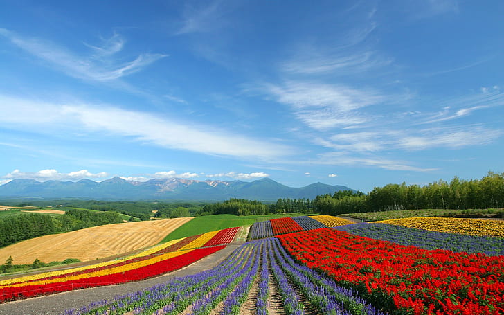 hd hokkaido Hokkaido Landscape 23 - HQ Nature Fields HD Art, HD wallpaper