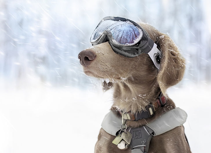 short-coated tan dog, snow, goggles, winter, cold temperature