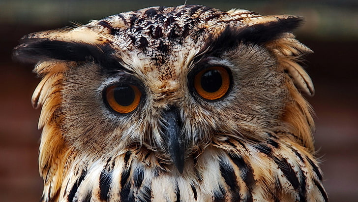 brown and black owl, face, close-up, predator, bird, animal, wildlife