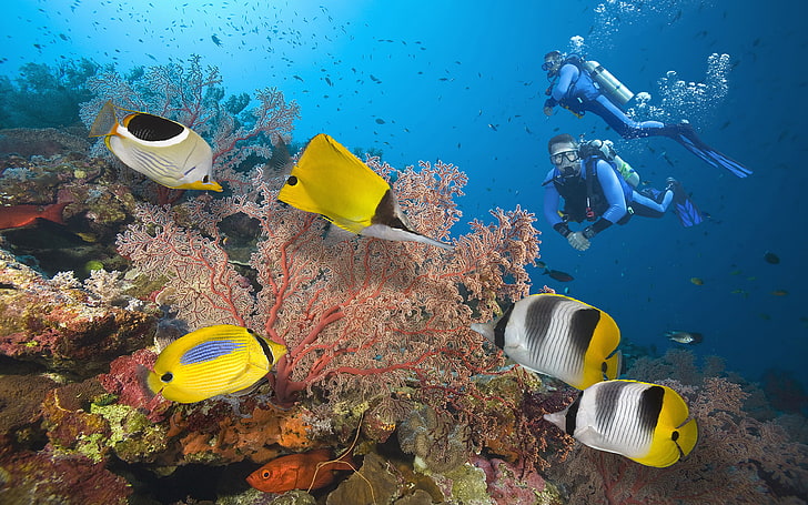Great Barrier Reef Divers Seabed With Exotic Colorful Fish, Coral Hd Wallpapers For Desktop