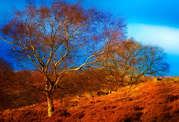 dried lands and trees photo, Golden Years, golden  years, goathland, HD wallpaper