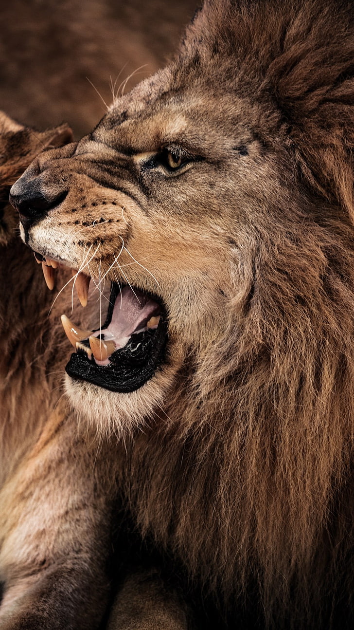 Angry Lion Pictures  Download Free Images on Unsplash