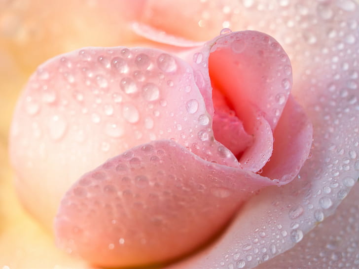 water dews on pink rose, Even closer, 35mm, F2.4, flower, plant