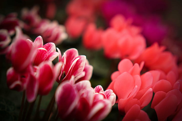 selective focus photography of pink petaled flowers, cyclamen, cyclamen