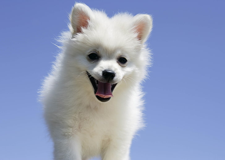 white Pomeranian puppy, dog, tongue, animal, pets, cute, purebred Dog, HD wallpaper