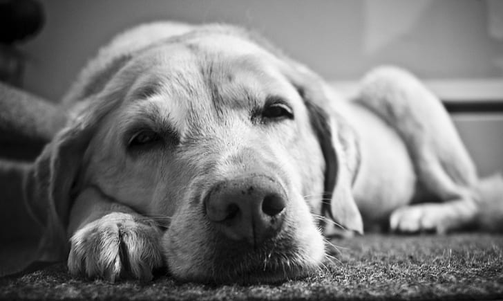 grayscale photo of Labrador Retriever, Mon, chien, dog, black  white
