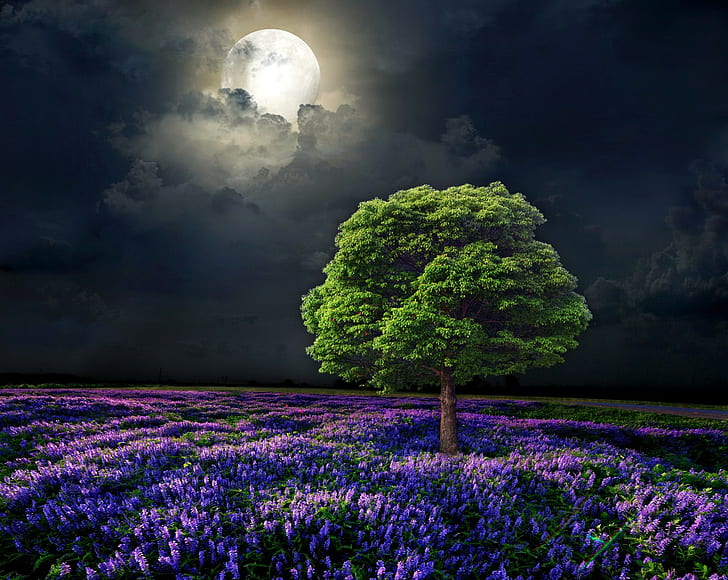 nature, artwork, trees, Moon, flowers, night, HD wallpaper