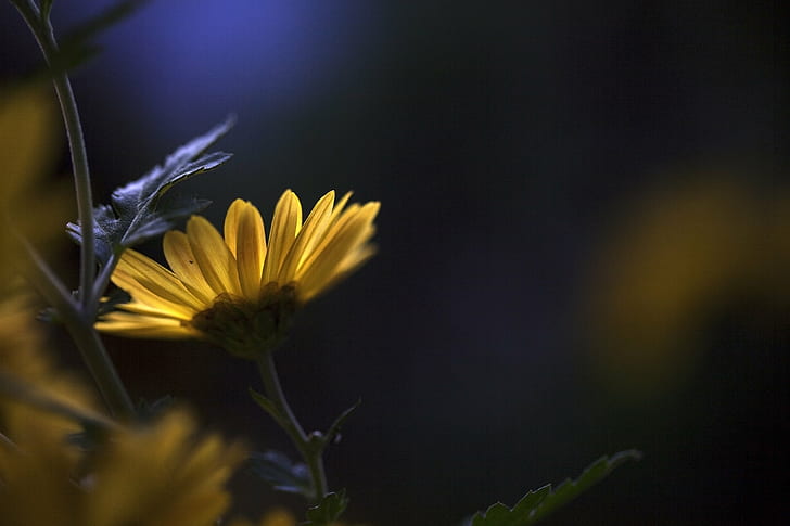 selective photography of yellow petaled flwoer, nature, flower