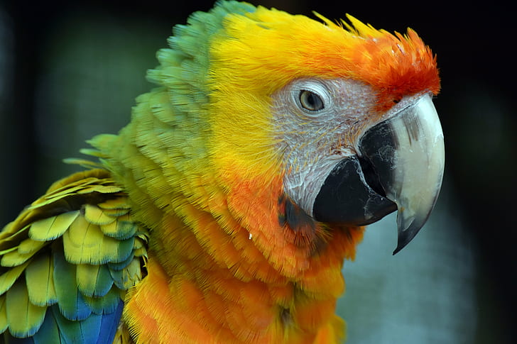 macaw parrot photography, macaw, Colorful, bird, red, yellow  green, HD wallpaper