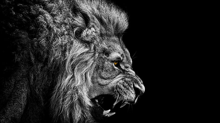 lion high resolution  widescreen, one animal, animal themes