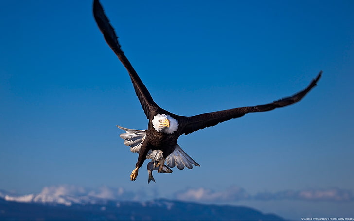 black and white bald eagle, animals, nature, landscape, birds, HD wallpaper