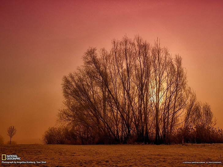 Trees in Fog Germany-National Geographic wallpaper.., bare treee, HD wallpaper
