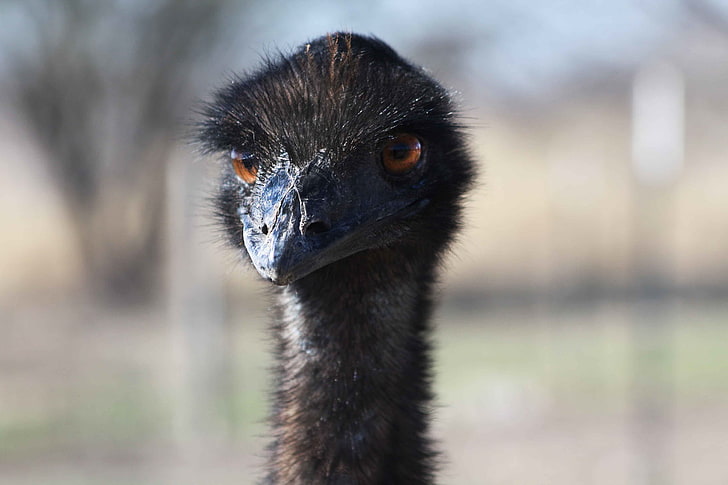 black ostrich, bird, head, beak, one animal, animal themes, animal wildlife