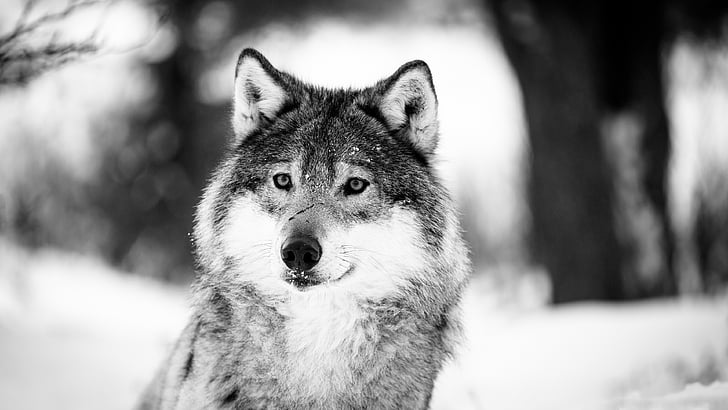 wolf, wildlife, black and white, monochrome photography, fur