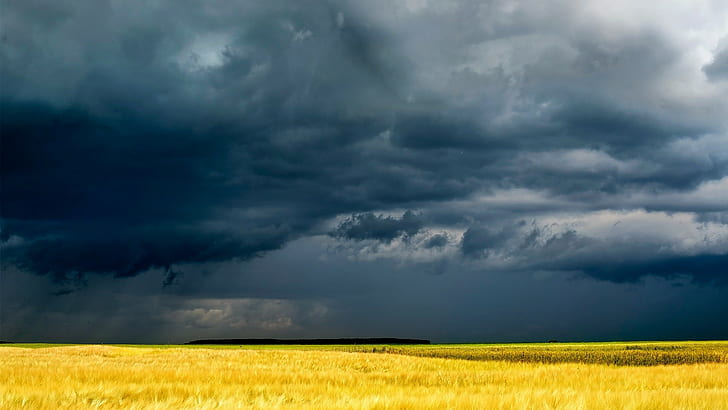 nature, overcast, storm, landscape, wheat, field