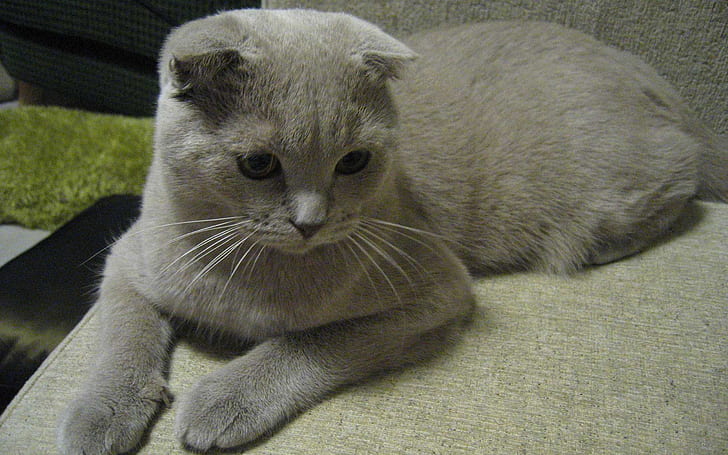 Alert Scottish Fold Cat, cute, kitten