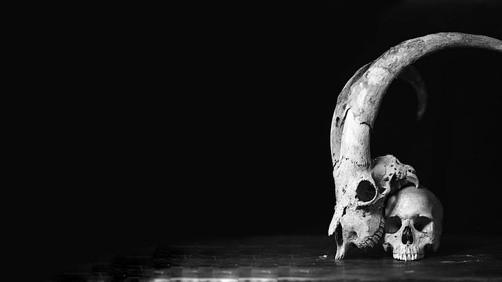 skull, black, white, horns, monochrome, bone, human skeleton