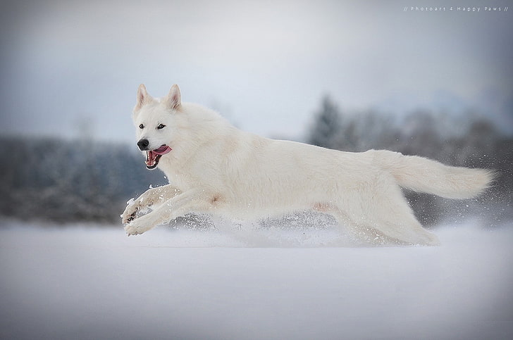 photography, animals, animal themes, one animal, snow, dog