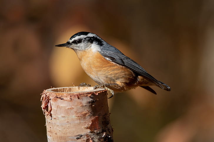 Animal, Nuthatch, Red-Breasted Nuthatch, HD wallpaper