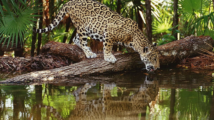 animals jaguars reflection, animal themes, animal wildlife, HD wallpaper