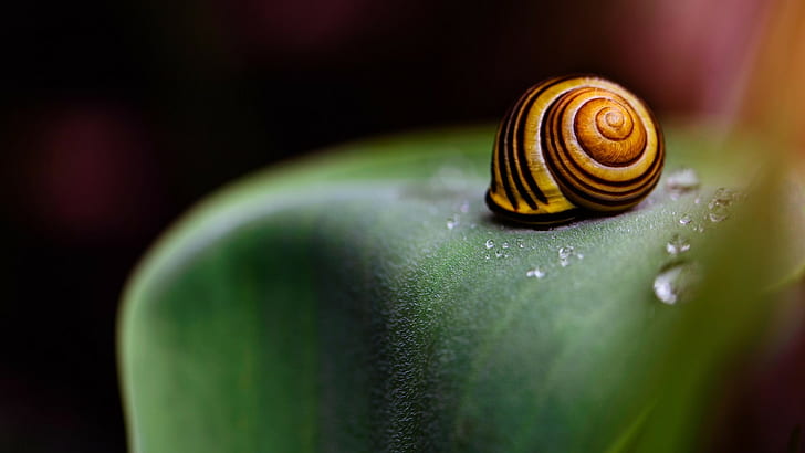 snail, macro