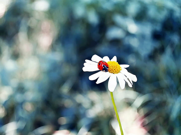 flowers, ladybugs, grass, insect, HD wallpaper